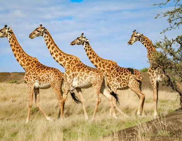 3-Day Tailor-made Tanzania safari experiences