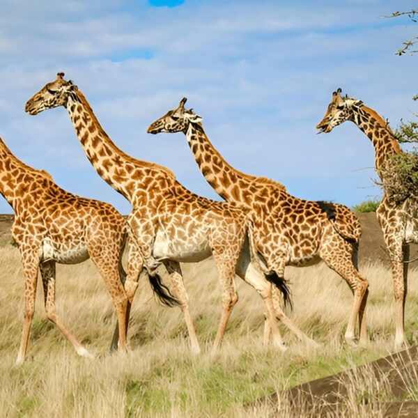 3-Day Tailor-made Tanzania safari experiences