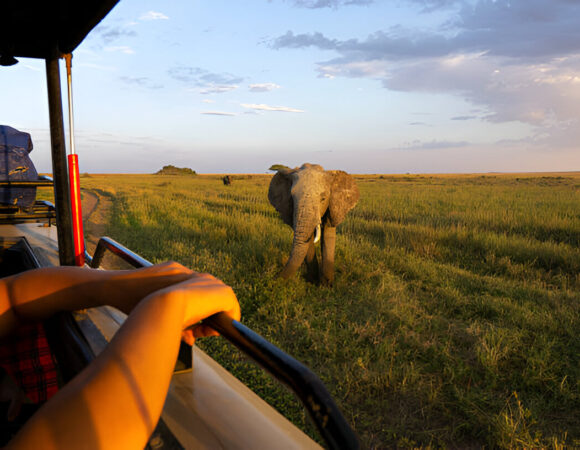 The best 5 Day Mid-Range Wildlife/Gorilla Trekking in 2024