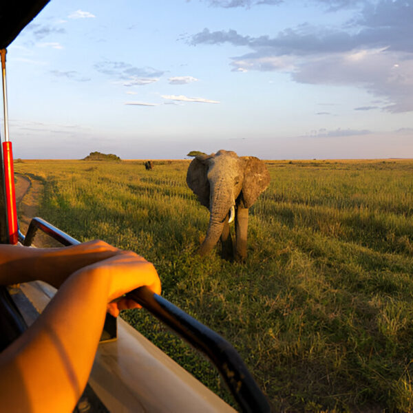 The best 5 Day Mid-Range Wildlife/Gorilla Trekking in 2024