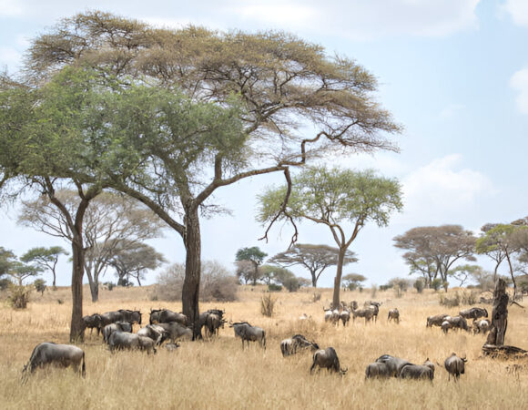 6-Day Tanzania Northern Circuit Safari