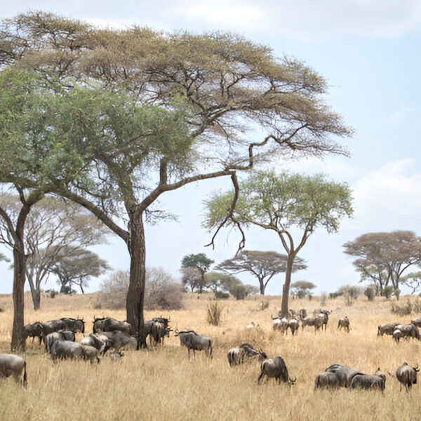 6-Day Tanzania Northern Circuit Safari