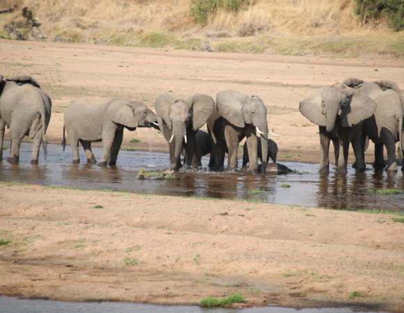 3 days Safari to Arusha, Tarangire, and Lake Manyara