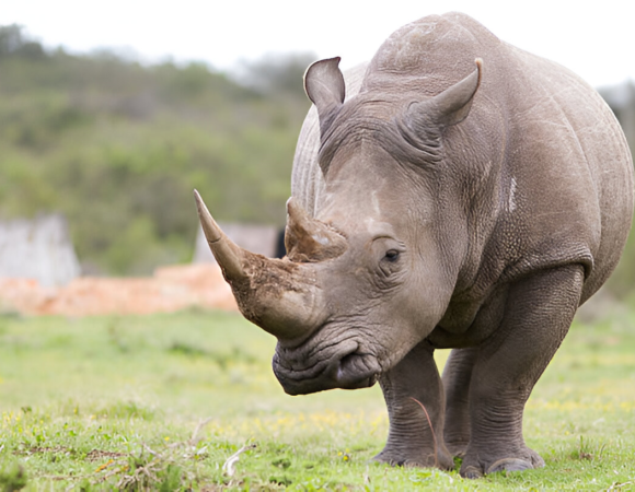 GROUP / PRIVATE 2–20 DAY REPUTABLE TANZANIA SAFARI TOUR FROM USA