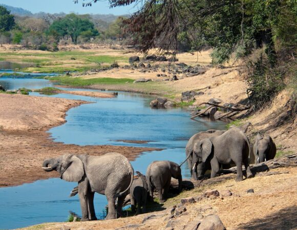 6-DAY PREMIER SAFARIS PACKAGE IN TANZANIA