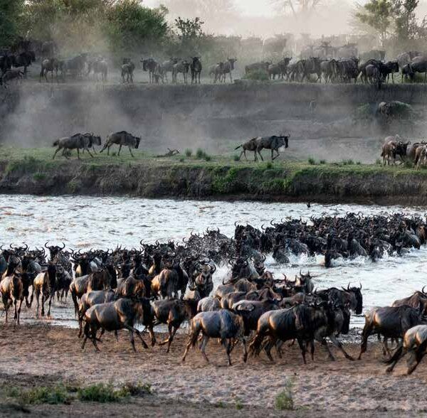 herd of wildebeest crossing a wide river with many animals on the bank and in the water during migration