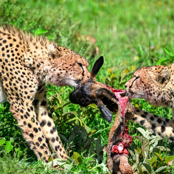 6 Day Luxury Kenya Safari Tours for Group, Family and Honeymooners