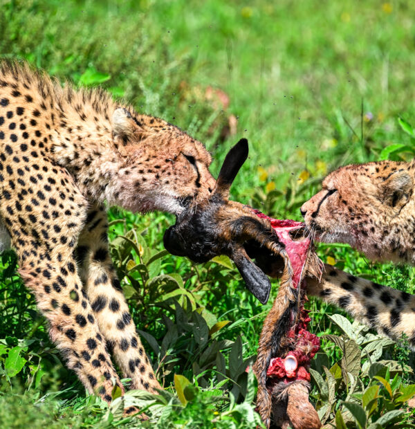6 Day Luxury Kenya Safari Tours for Group, Family and Honeymooners