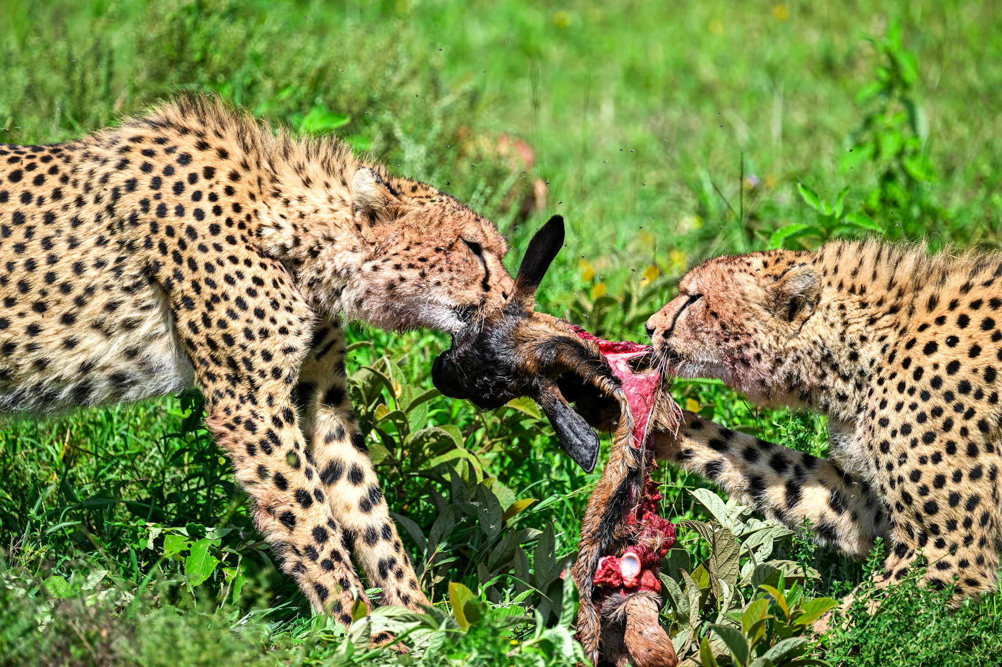 6 Day Luxury Kenya Safari Tours for Group, Family and Honeymooners