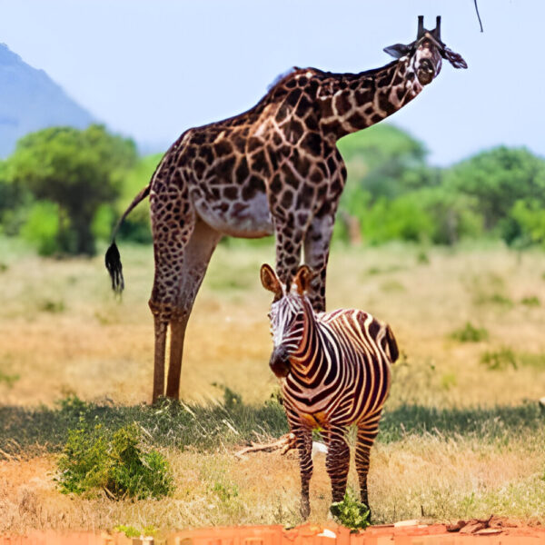 DODOMA TOUR | MOUNT KILIMANJARO TREK | TANZANIA LUXURY SAFARI PACKAGE