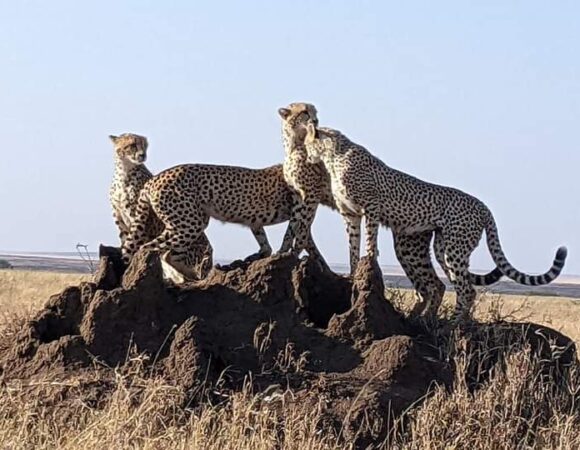 4-day Tanzania Northern Circuit Safari