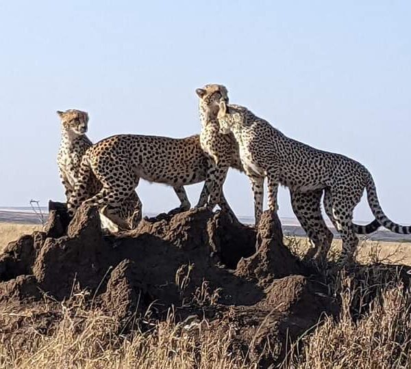 4-day Tanzania Northern Circuit Safari