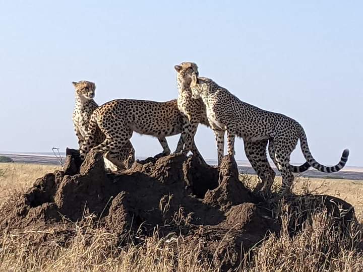 4-day Tanzania Northern Circuit Safari: Mid-Luxury Tanzania Safari