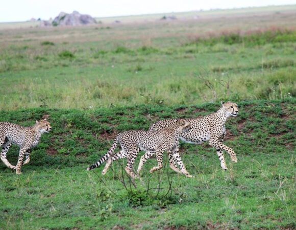 Serengeti Great Migration from  Zanzibar Beach 7-Days