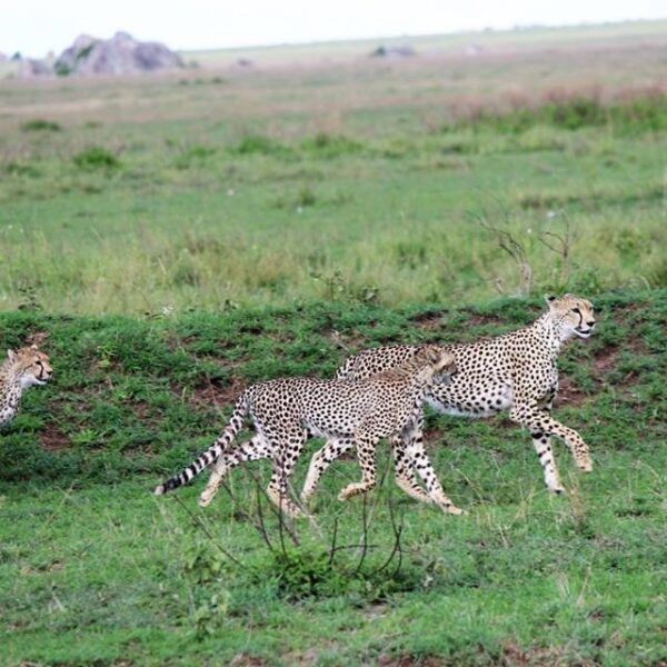 Serengeti Great Migration from  Zanzibar Beach 7-Days