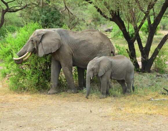 Safari Privé de Luxe en Tanzanie & Expédition au Kilimandjaro