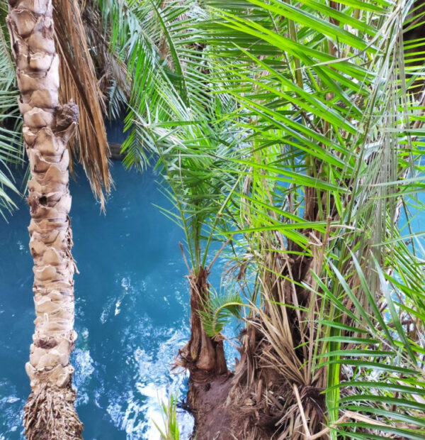 A Full-Day Tour to Chemka Hot Springs and coffee tour