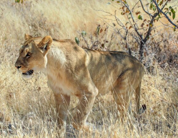 3-day Tanzania Northern Circuit Safari