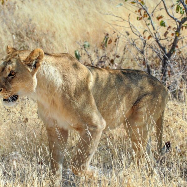 3-day Tanzania Northern Circuit Safari
