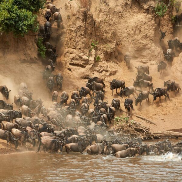 3 days Tanzania safari to Serengeti and Ngorongoro