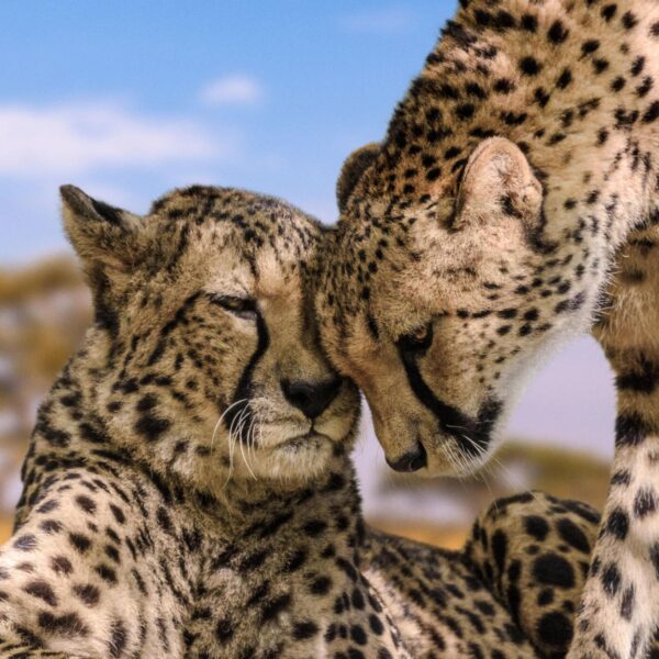 BEST PRICE FOR TANZANIA TOUR BEGIN $200