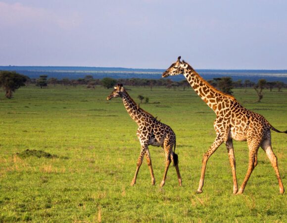A Reputable Tanzania tour company