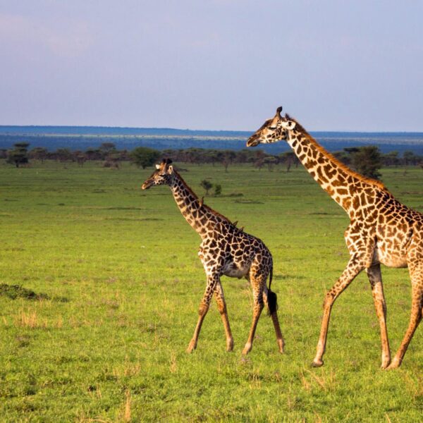 A Reputable Tanzania tour company
