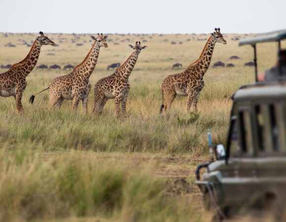 The best 4 days Tanzania safari to Tarangire, Serengeti, and Ngorongoro crater