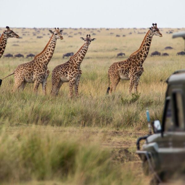 The best 4 days Tanzania safari to Tarangire, Serengeti, and Ngorongoro crater