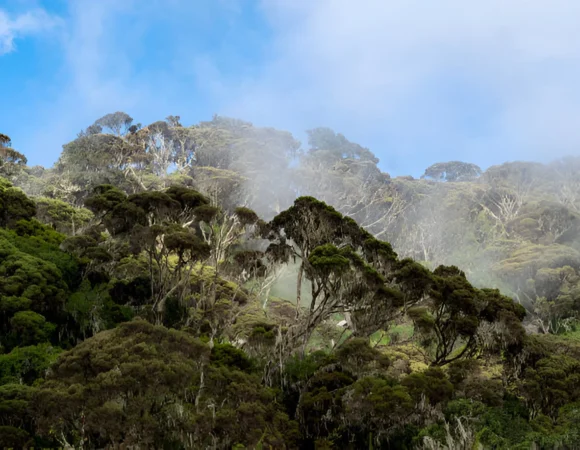 The best 7 Day Rwenzori Summit Trek in 2024