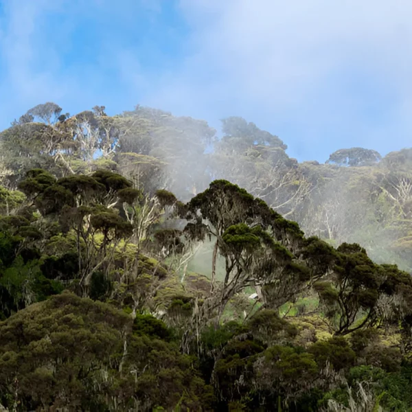 The most popular 8 Day Capped Rwenzori Mountains in Uganda