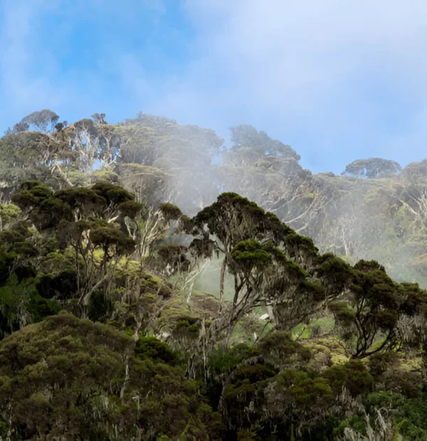 The best 7 Day Rwenzori Summit Trek in 2024
