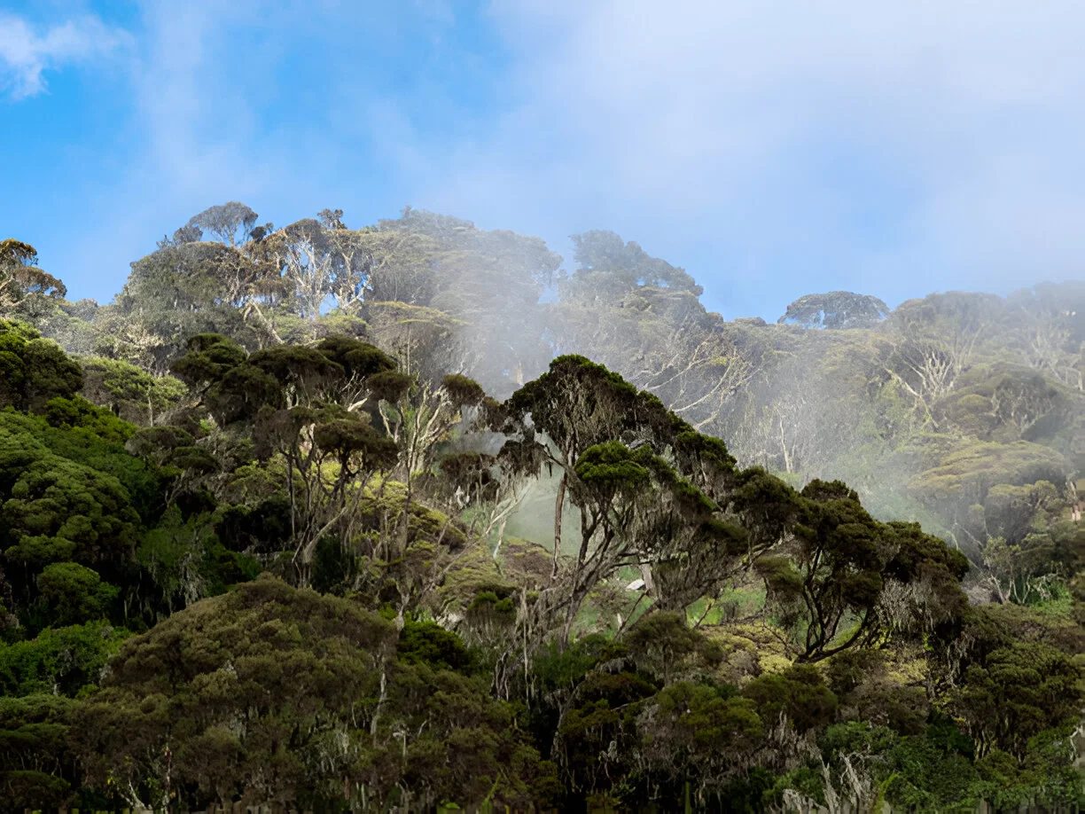 The best 7 Day Rwenzori Summit Trek in 2024