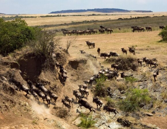 7-day Superiority Migration Safari in Tanzania.