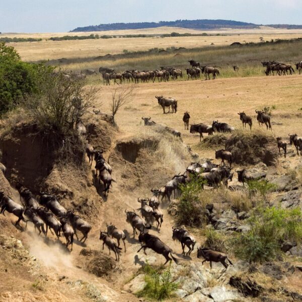 7-day Superiority Migration Safari in Tanzania.