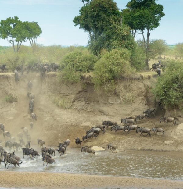 8-days Greatest Serengeti Migration Safari from Moshi/ Kilimanjaro International airport