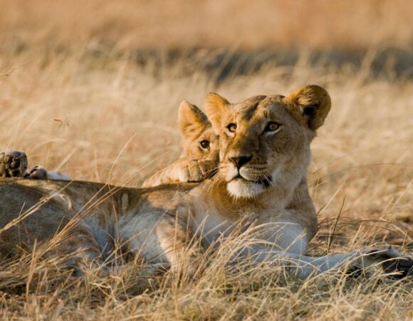 Tanzania tours: affordable 8-day Tanzania package Northern Circuit Safari