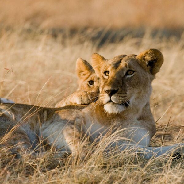 8-day Tanzania Northern Circuit Safari