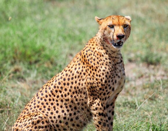 12-Day Kilimanjaro Climb & Tanzania Safari Tour from Moshi/ Arusha/ Zanzibar/ JRO