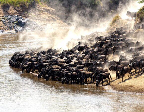6 days greatest Serengeti wildbeest safari