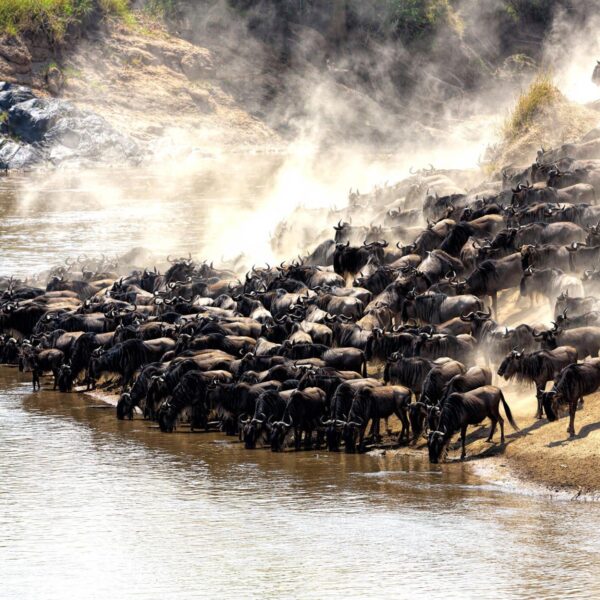 6 days greatest Serengeti wildbeest safari