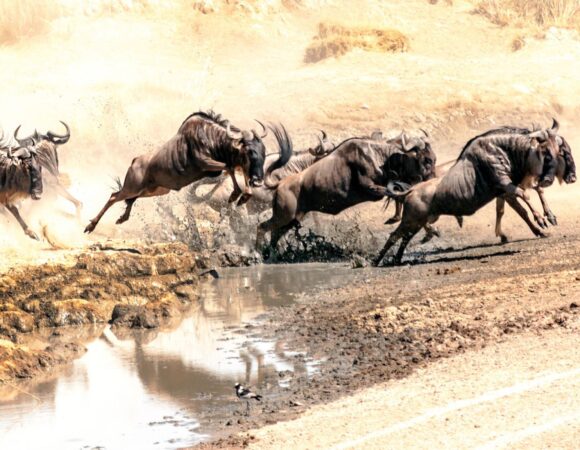 4 days Serengeti Greatest Migration Safari (Ndutu Calving Season)