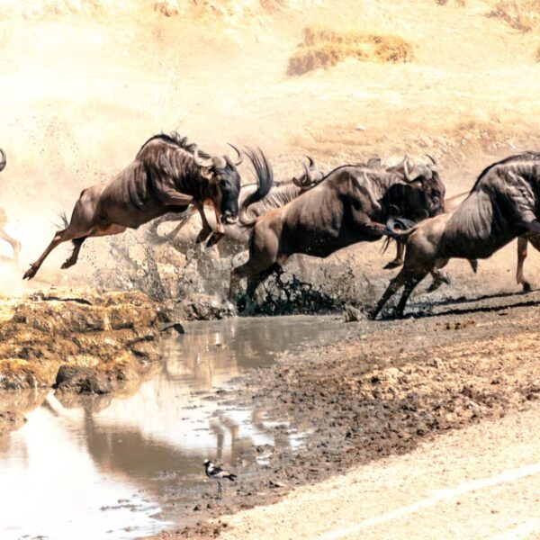 4 days Serengeti Greatest Migration Safari (Ndutu Calving Season)