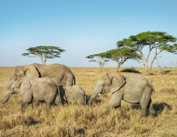 Serene 2 days Tanzania safaris to Arusha and Tarangire