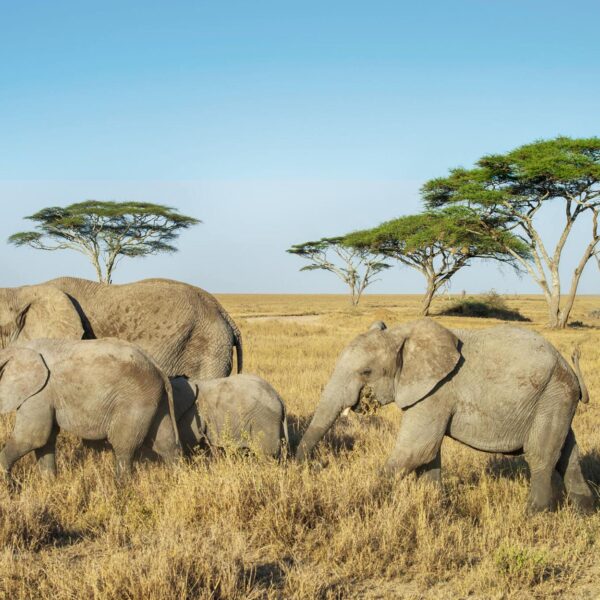 Remarkable 1 day Tarangire safari
