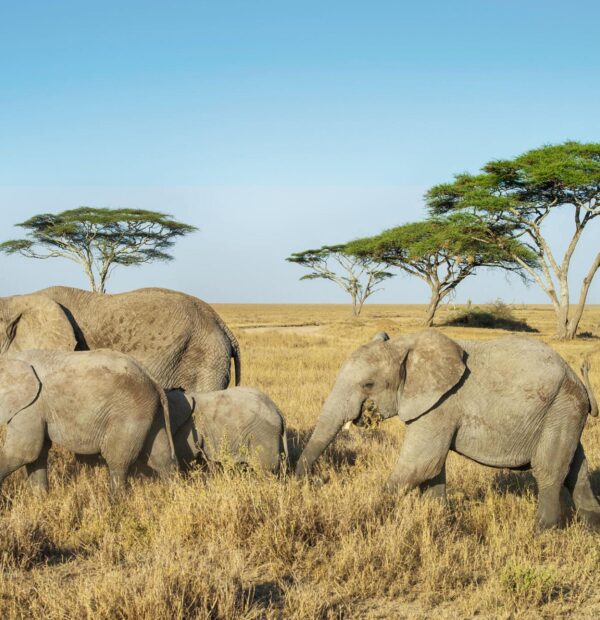 Remarkable 1 day Tarangire safari from Arusha