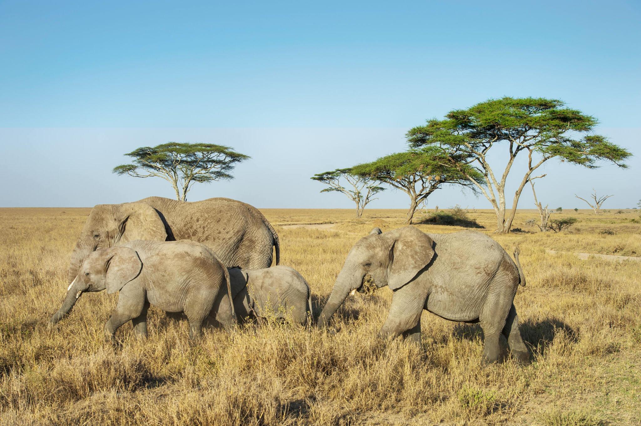 Remarkable 1 day Tarangire safari from Arusha
