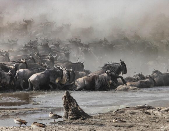 Modern Tanzania Tours: 6 days Serengeti wildebeest Migration.