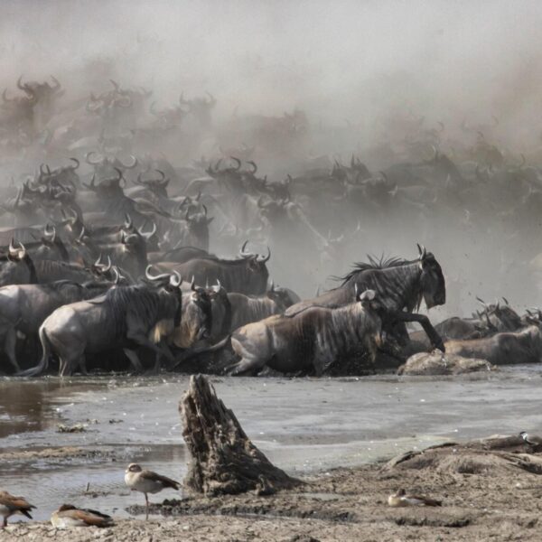 Modern Tanzania Tours: 6 days Serengeti wildebeest Migration.