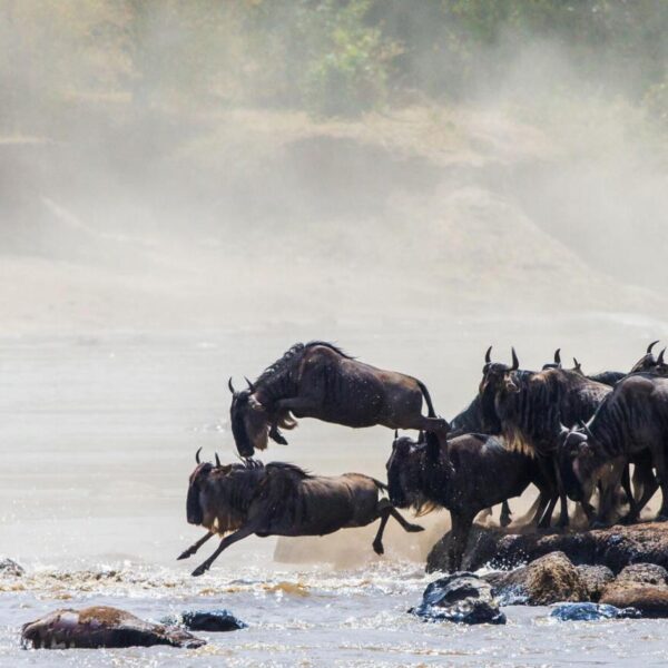 9 days Tanganyika expedition great migration